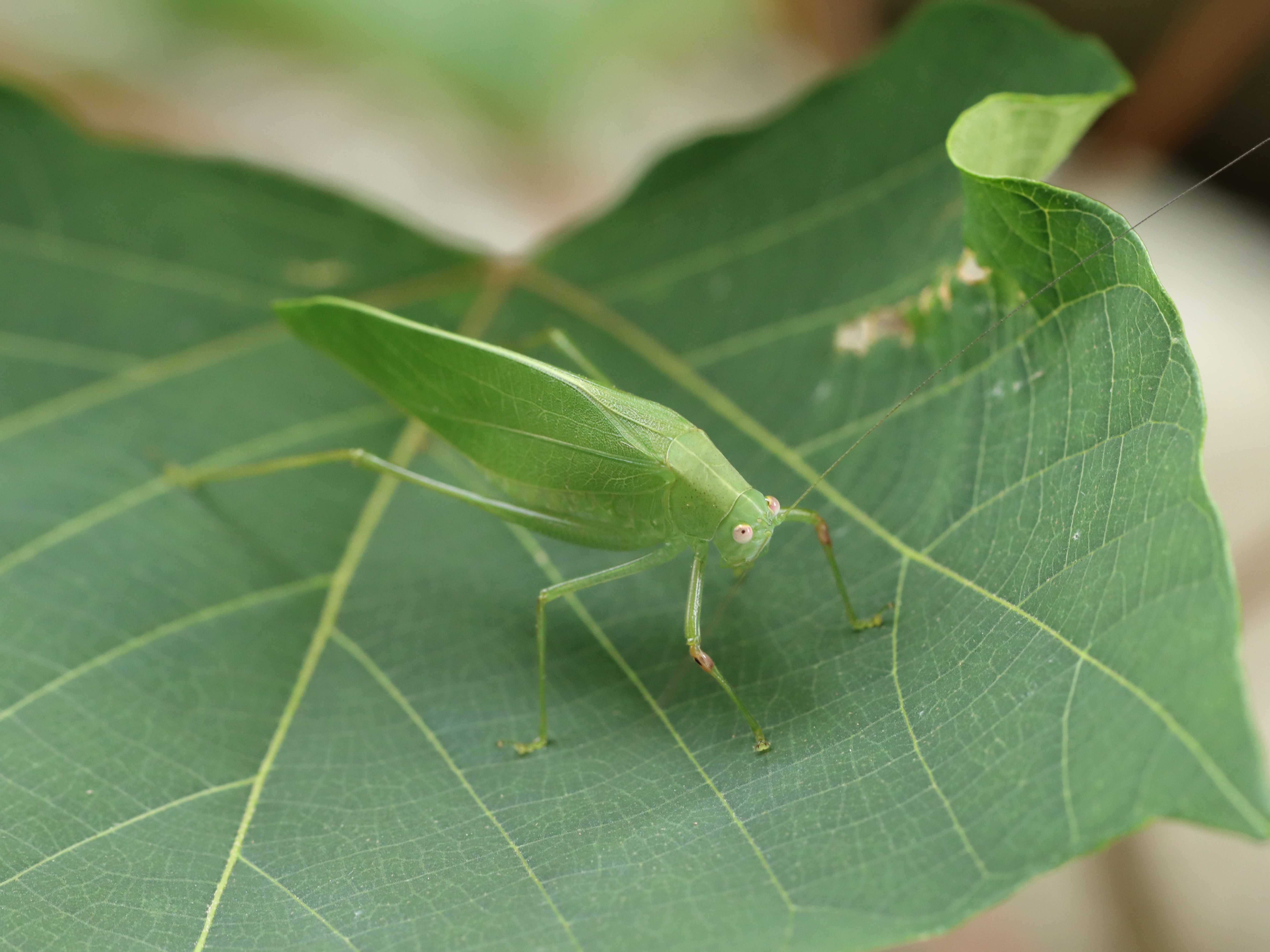 ヒメクダマキモドキ6